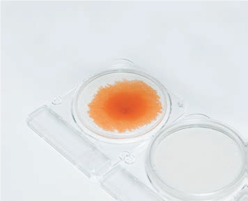 Dung dịch mẫu khuếch tán trong đĩa Yeast and Mold Rapid