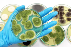 Giới hạn nấm men nấm mốc trong thực phẩm