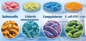 Test PCR phát hiện vi khuẩn gây bệnh trong thực phẩm