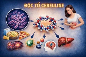 Độc tố Cereulide là gì? Cơ chế gây ngộ độc và giải pháp kiểm tra bằng test kit của R-Biopharm