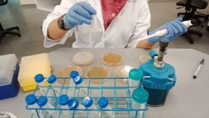 So sánh chi phí: Đĩa đổ sẵn và tự pha môi trường – phương án nào kinh tế hơn?