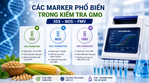 Các marker phổ biến trong kiểm tra GMO: 35S, NOS,...