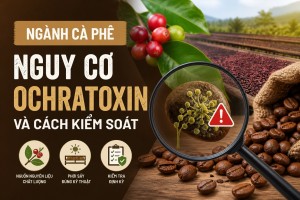 Ngành cà phê: nguy cơ Ochratoxin và cách kiểm soát hiệu quả