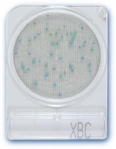Đĩa Compact Dry Bacillus Cereus | Compact Dry X-BC Bacillus Cereus | Nissui