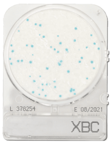 Compact Dry Bacillus Cereus | Compact Dry BC | Shimadzu