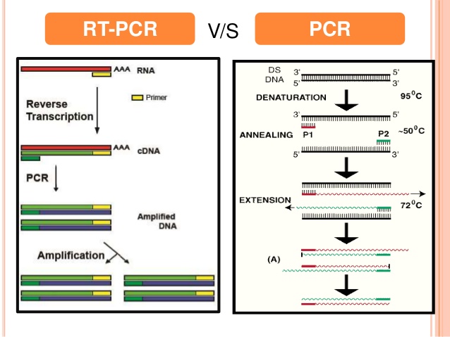 PCR là gì, RT PCR là gì