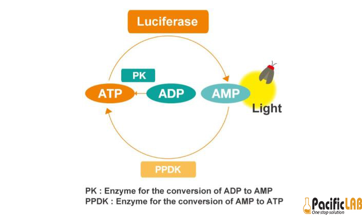 Điểm khác biệt của que test ATP Lucipac so với các test ATP khác