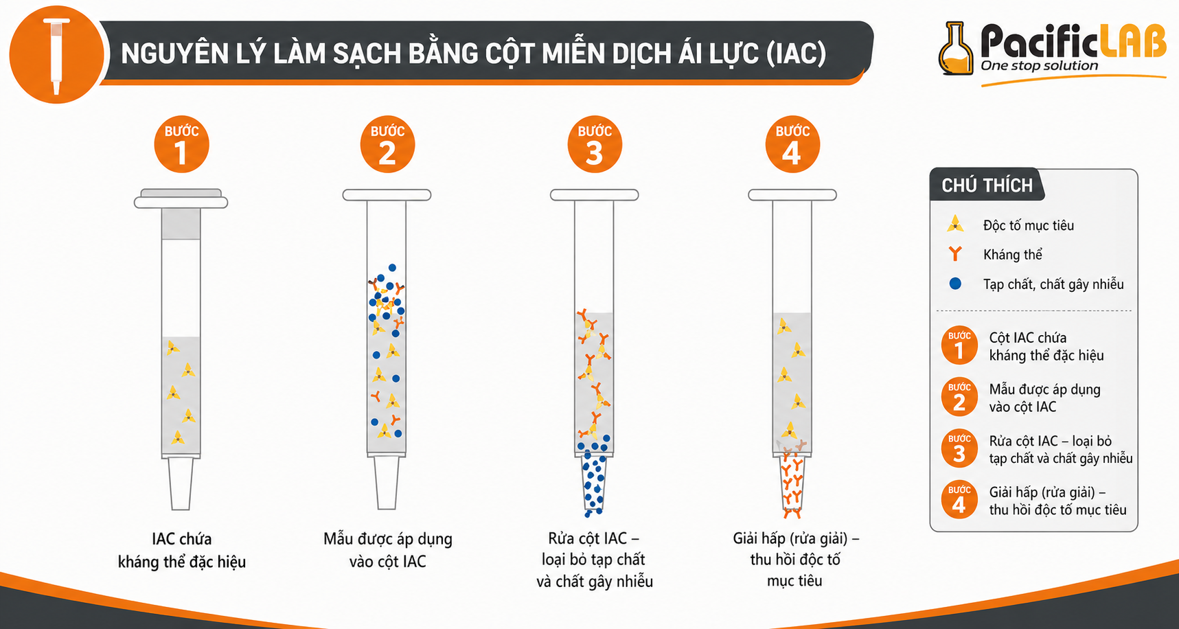 Cơ chế kháng thể kháng nguyên Cột ái lực miễn dịch