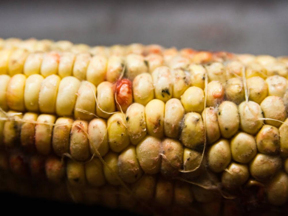 Ứng dụng trong ngũ cốc