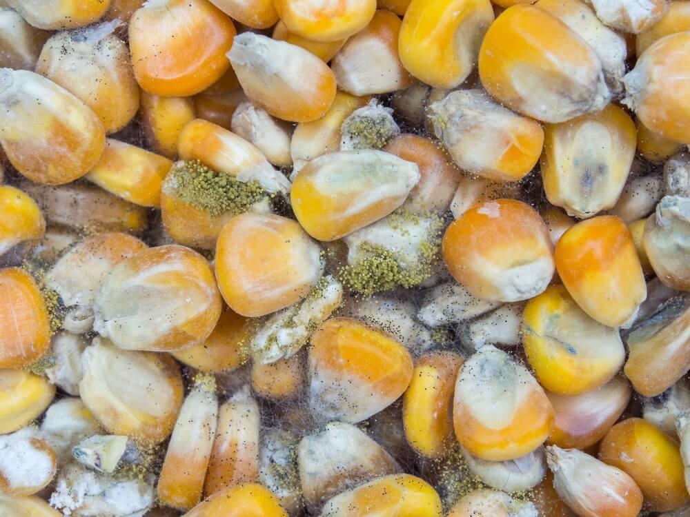 Mycotoxin là gì
