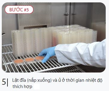 Lật đĩa xuống và đem đi ủ