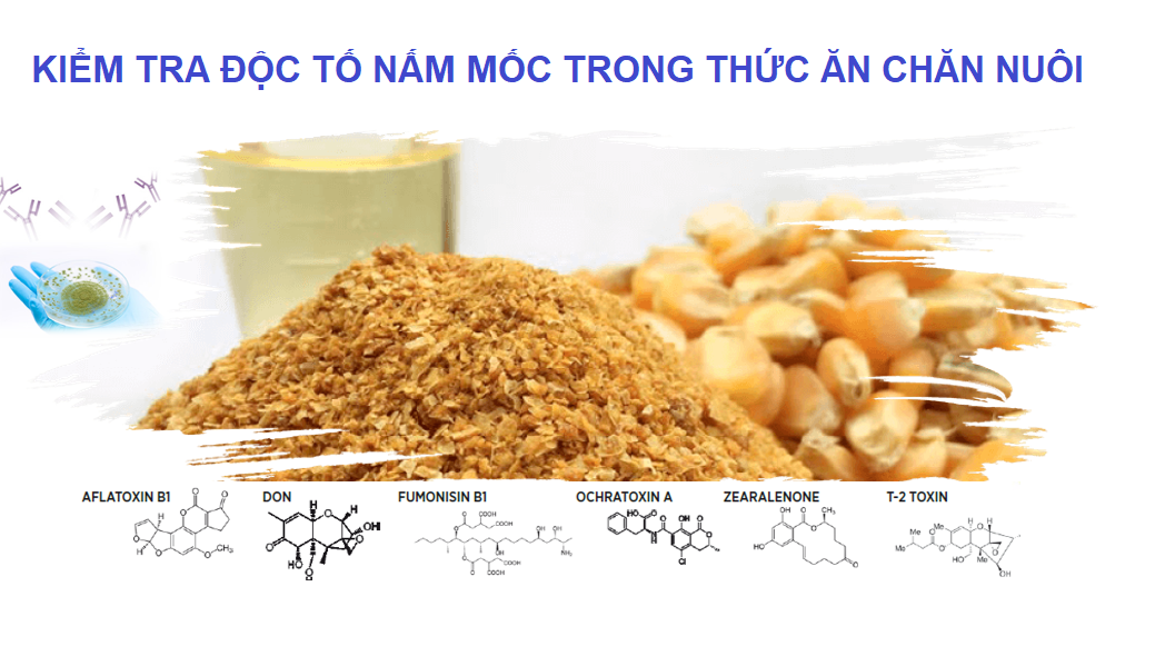 Kiểm tra độc tố mycotoxin trong thức ăn chăn nuôi